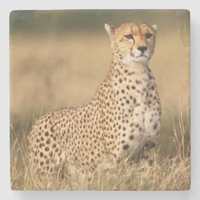 Cheetah on small mound for better visibility stone coaster (Front)
