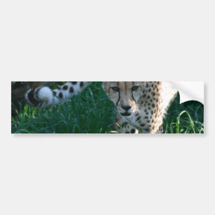 Cheetah on the hunt bumper sticker