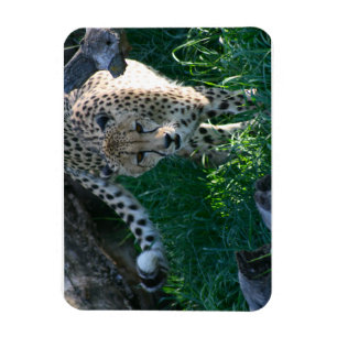 Cheetah on the hunt magnet