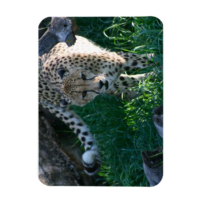 Cheetah on the hunt magnet (Vertical)