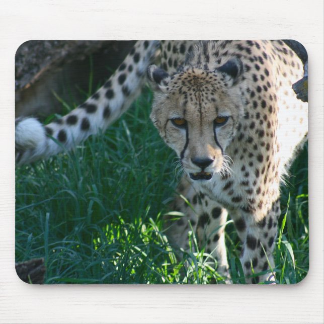 Cheetah on the Hunt Mouse Pad (Front)