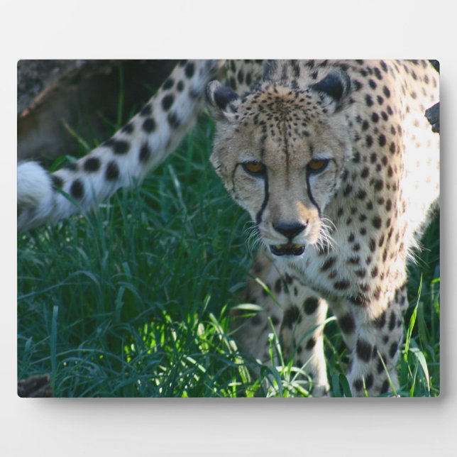 Cheetah on the Hunt Plaque (Front)