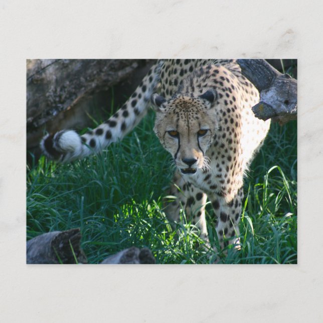 Cheetah on the hunt postcard (Front)