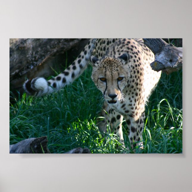 Cheetah on the hunt poster (Front)