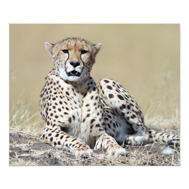 Cheetah Photo Print (Front)