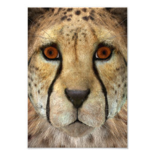 Cheetah Photo Print