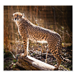 Cheetah Photo Print
