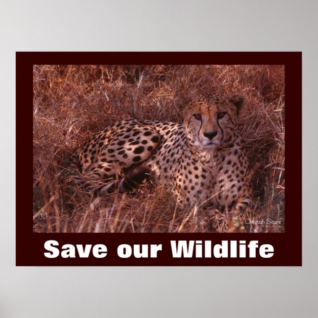 Cheetah Photo Save Our Wildlife Poster (Front)