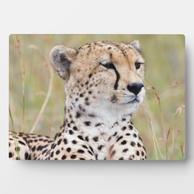 Cheetah Plaque (Front)