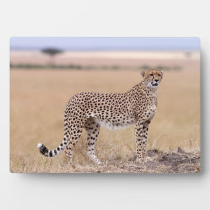 Cheetah Plaque