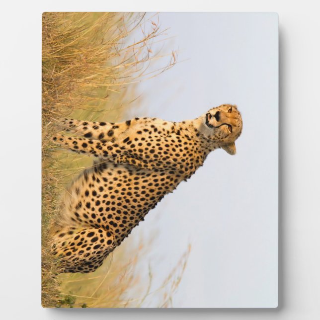 Cheetah Plaque (Front)