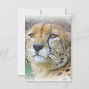 Cheetah portrait
