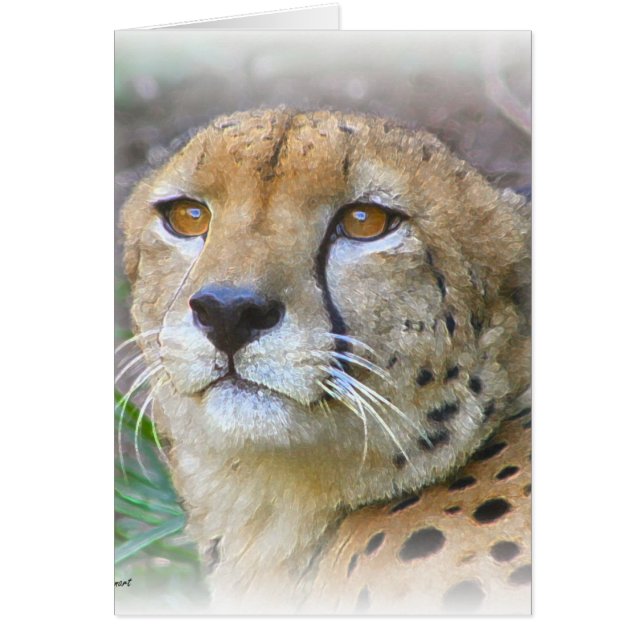 Cheetah portrait (Front)