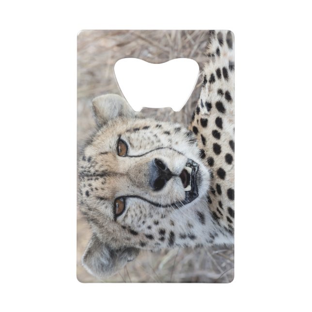 Cheetah Portrait (Front)