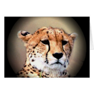 Cheetah Portrait by Full Moon: Nature's Grace