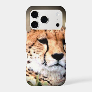 Cheetah Portrait by Full Moon: Nature's Grace