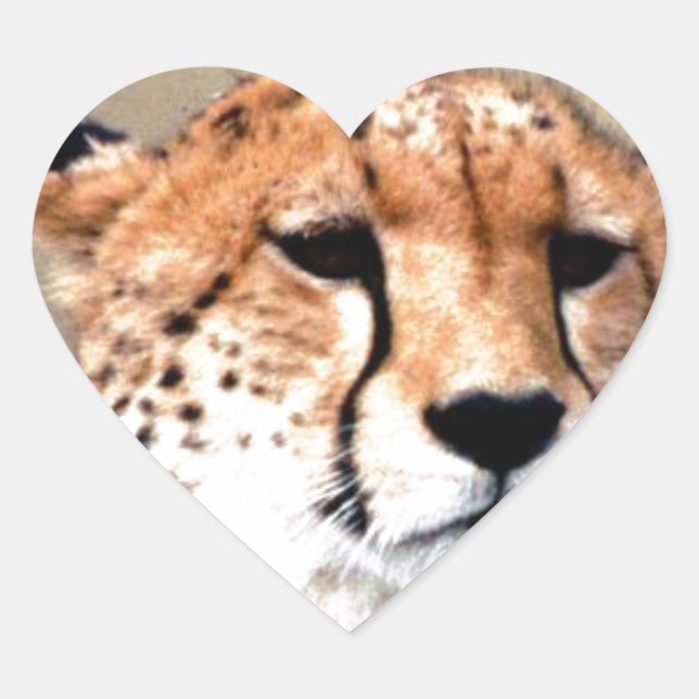 Cheetah Portrait by Full Moon: Nature's Grace Heart Sticker (Front)