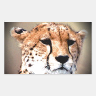 Cheetah Portrait by Full Moon: Nature's Grace Rectangular Sticker