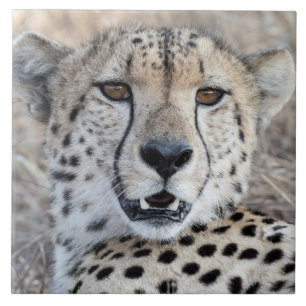 Cheetah Portrait Ceramic Tile