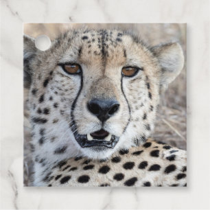 Cheetah Portrait Favour Tags
