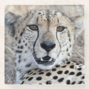 Cheetah Portrait Glass Coaster