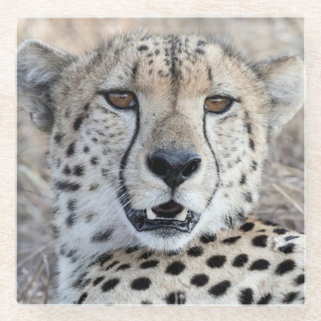 Cheetah Portrait Glass Coaster (Front)