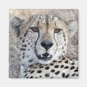 Cheetah Portrait Magnet