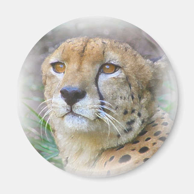 Cheetah portrait magnet (Front)