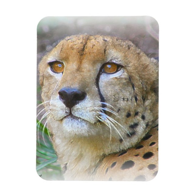 Cheetah portrait magnet (Vertical)