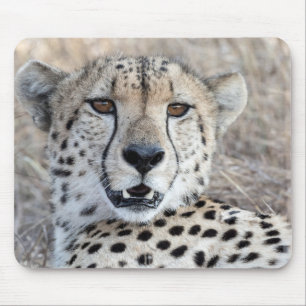 Cheetah Portrait Mouse Pad