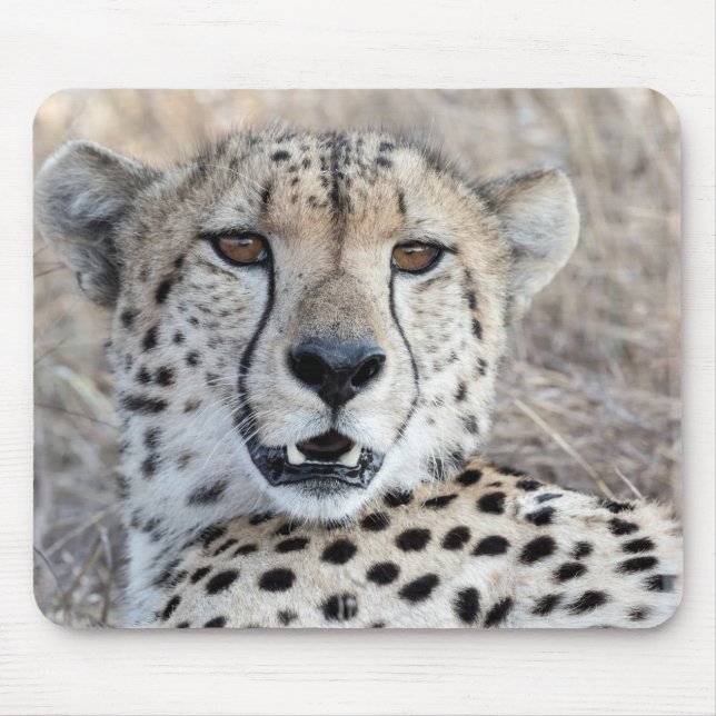 Cheetah Portrait Mouse Pad (Front)