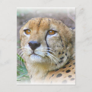 Cheetah portrait postcard