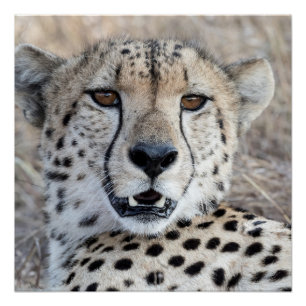 Cheetah Portrait Poster