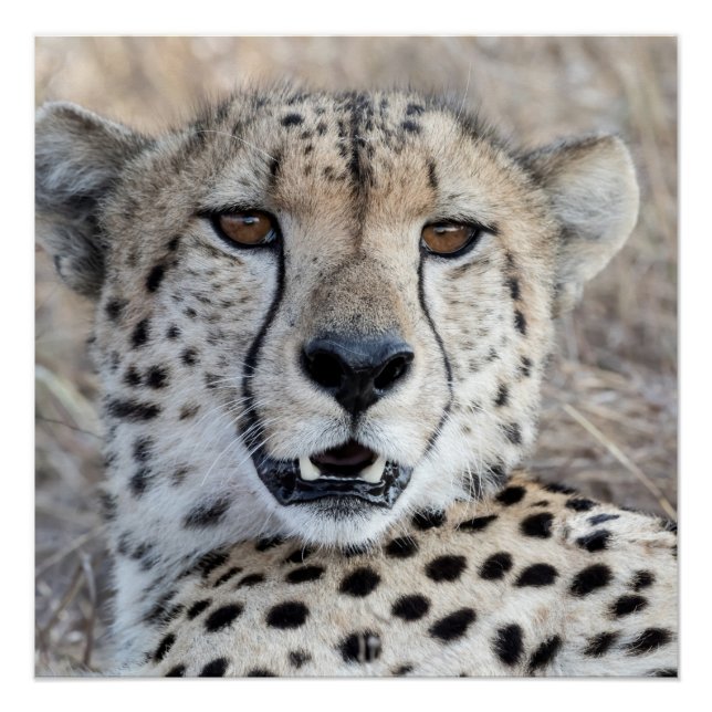 Cheetah Portrait Poster (Front)