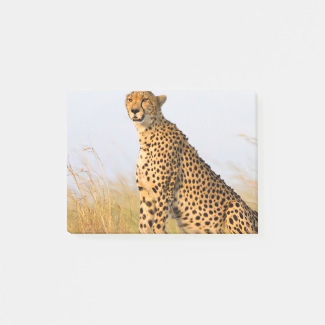 Cheetah Post-it Notes (Front)