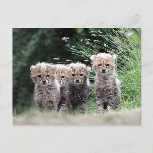 Cheetah Postcard (Front)