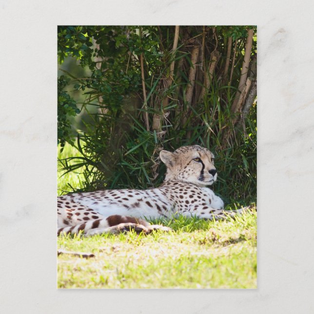 Cheetah Postcard (Front)
