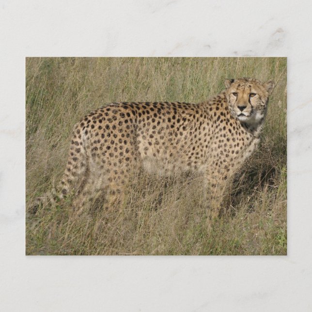 Cheetah Postcard (Front)