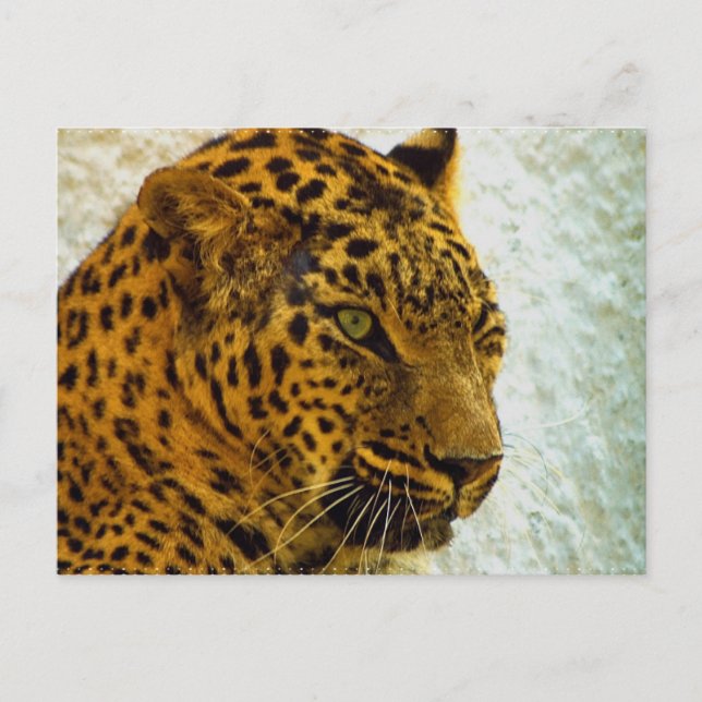 Cheetah Postcard (Front)