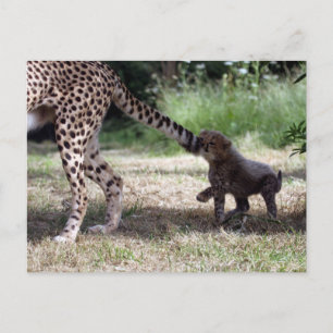 Cheetah Postcard