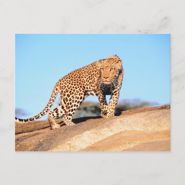 Cheetah Postcard (Front)