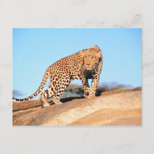 Cheetah Postcard