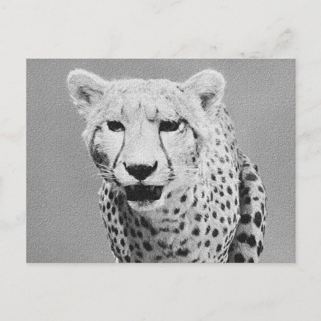 Cheetah Postcard (Front)