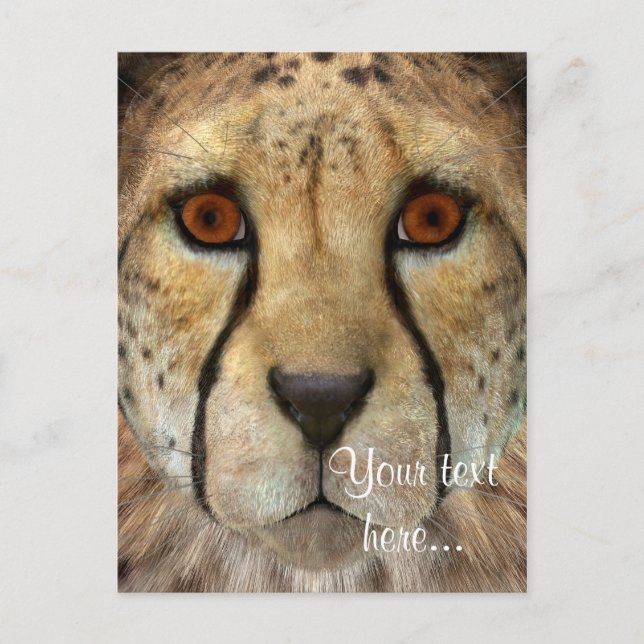 Cheetah Postcard (Front)