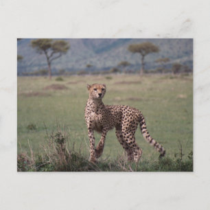 Cheetah Postcard
