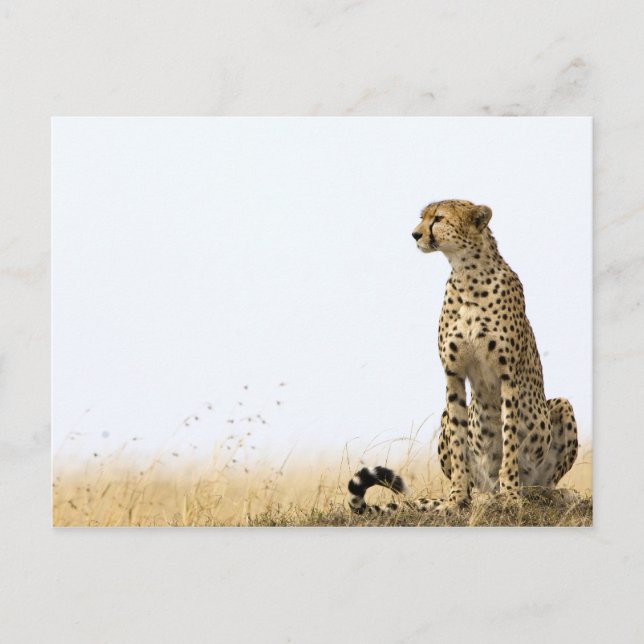 Cheetah Postcard (Front)