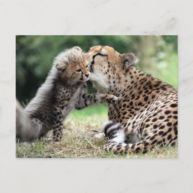 Cheetah Postcard (Front)