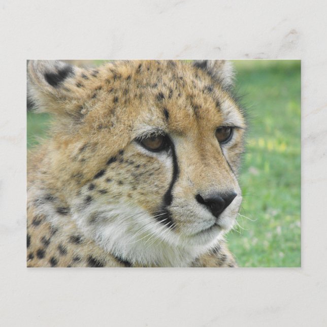 Cheetah Postcard (Front)