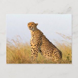 Cheetah Postcard