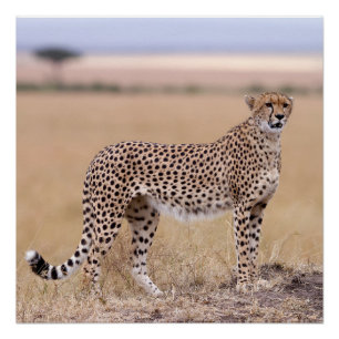 Cheetah Poster